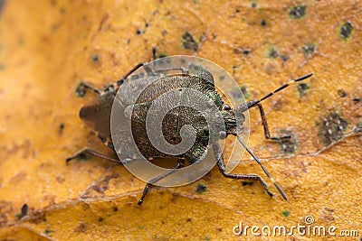 Bronze shieldbug, Troilus luridus on birch leaf Stock Photo