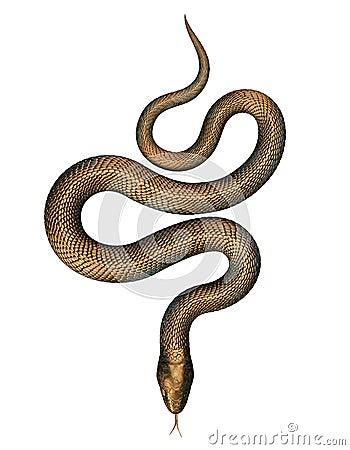 Bronze Snake isolated on White Cartoon Illustration