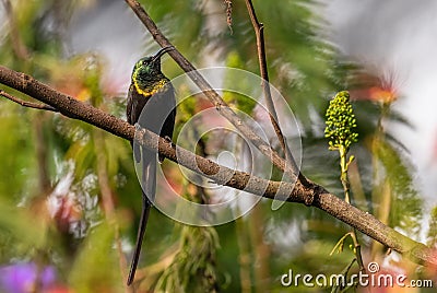 Bronze Sunbird - Nectarinia kilimensis Stock Photo