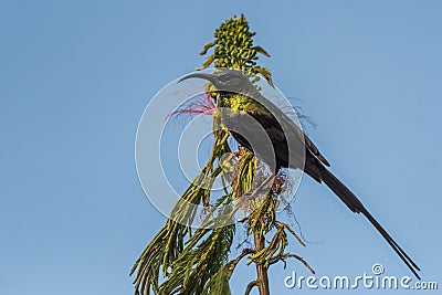 Bronze Sunbird - Nectarinia kilimensis Stock Photo