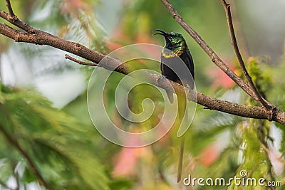 Bronze Sunbird - Nectarinia kilimensis Stock Photo