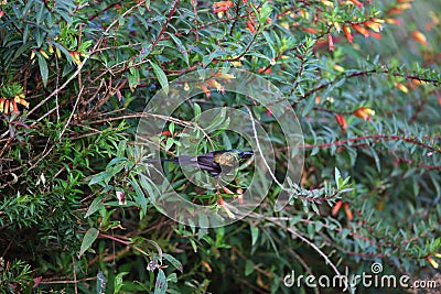 Bronze Sunbird Stock Photo