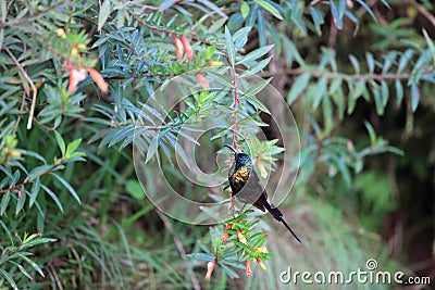 Bronze Sunbird Stock Photo