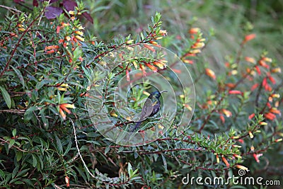 Bronze Sunbird Stock Photo