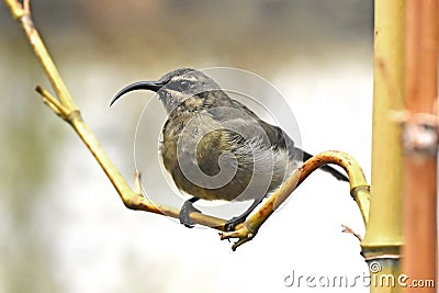 Bronze Sunbird (Nectarinia kilimensis) Stock Photo