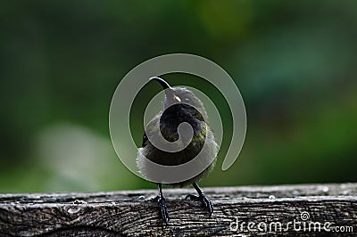 Bronze Sunbird , which is dark brown in colour , sitting on wood Stock Photo