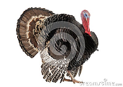 Bronze turkey isolated on a white background Stock Photo