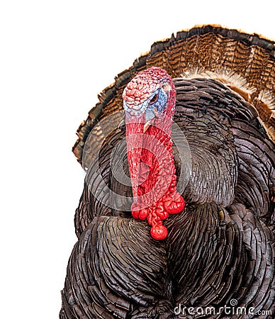Bronze turkey isolated on a white background Stock Photo