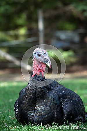 Bronze Turkey Stock Photo