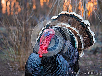 Bronze turkey at sunset Stock Photo