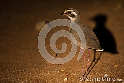 Bronze-winged courser at night looking for insects in spotlight Stock Photo