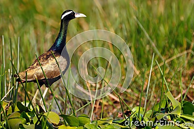 Bronze winged Jacana Stock Photo