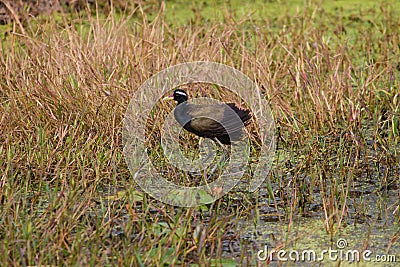 Bronze-winged Jacana bird Stock Photo