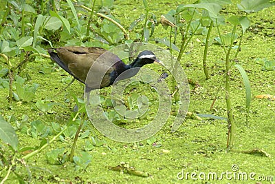 Bronze-winged Jacana Bird, Metopidius indicus, Stock Photo