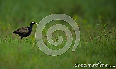 Bronze winged Jacana Stock Photo