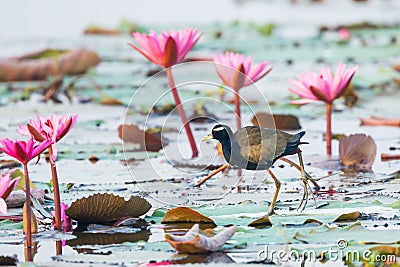 Bronze-winged Jacana Stock Photo