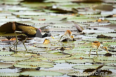 Bronze-winged Jacana,Metopidius indicus Latham 1790.Jacanidae Stock Photo