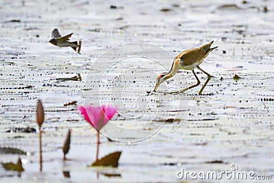 Bronze-winged Jacana,Metopidius indicus Latham 1790.Jacanidae Stock Photo