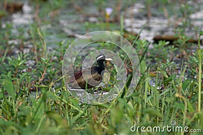 Bronze winged Jacana, Metopidius indicus, Rajarhat, Kolkata Stock Photo