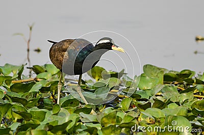 Bronze-winged Jacana water bird Stock Photo
