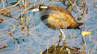 Bronze-winged jacana wings shining in sunshine Stock Photo