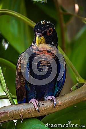 Bronze winged parrot Pionus chalcopterus Stock Photo