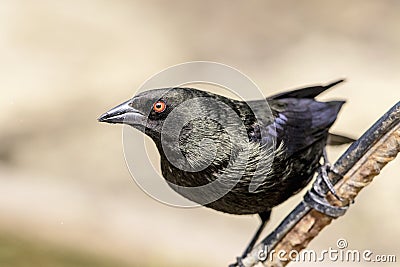 Bronzed cowbird in Los Fresnos, Texas Stock Photo