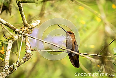 Bronzy inca sitting on branch, hummingbird from tropical forest,Colombia,bird perching,tiny bird resting in rainforest,clear color Stock Photo