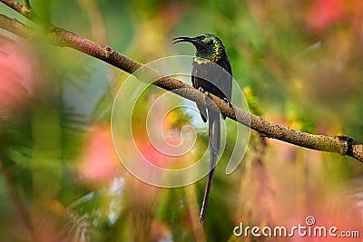 Bronzy sunbird, Nectarinia kilimensis,bird in the green vegetation, Uganda. Green, yellow, red bird in the nature habitat. Rare Stock Photo