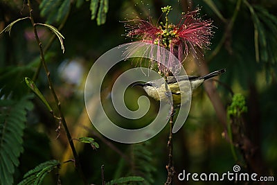Bronzy sunbird, sunbird female Stock Photo