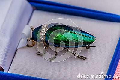 Brooch jewelry from metallic wood-boring beetle. Stock Photo