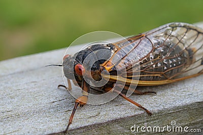 Adult Brood X cicada sits on a suburban Virginia fence Stock Photo