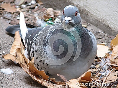 Brooding pigeon Stock Photo