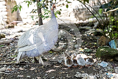 Broody guinea fowl hen hatched out keats Stock Photo