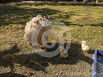 Broody hen with new born chick Stock Photo