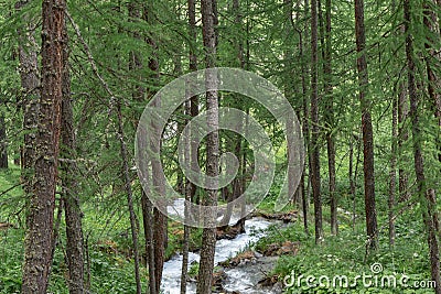 Brook in the forest. Stock Photo