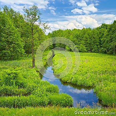 Brook and meadow and forest. Stock Photo