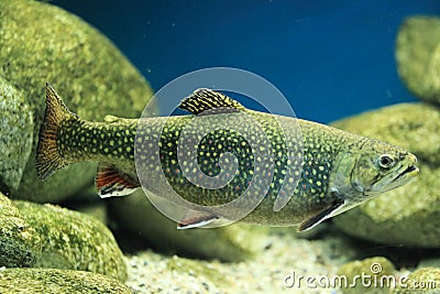 Brook trout Stock Photo