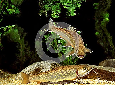 Brook Trout, salvelinus fontinalis, Adults Stock Photo