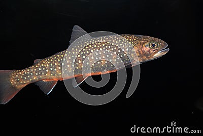 Brook trout Stock Photo