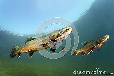 Brook trout Salvelinus fontinalis underwater Stock Photo