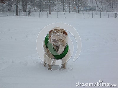 Brooklyn Park Slope Dog in Snow Stock Photo