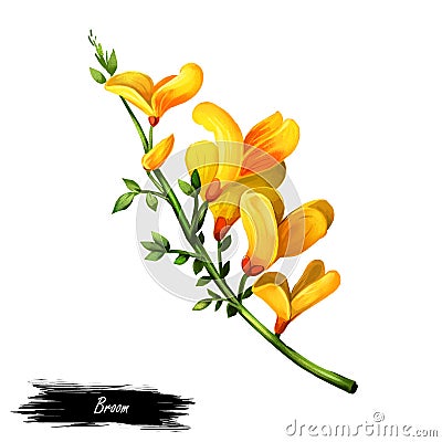 Broom flower, dyers greenwood, weed and whin, furze, green broom, greenweed, wood waxen digital art illustration of Cartoon Illustration