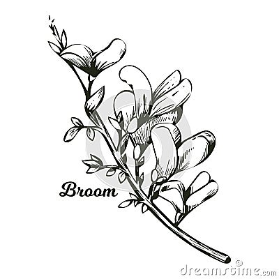 Broom flower, dyers greenwood, weed and whin, furze, green broom, greenweed, wood waxen vector illustration of blooming flowers. Vector Illustration