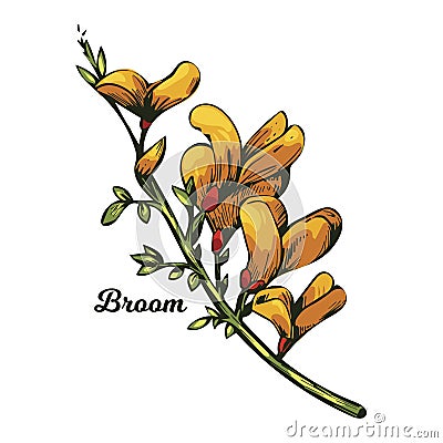 Broom flower, dyers greenwood, weed and whin, furze, green broom, greenweed, wood waxen vector illustration of yellow blooming Vector Illustration
