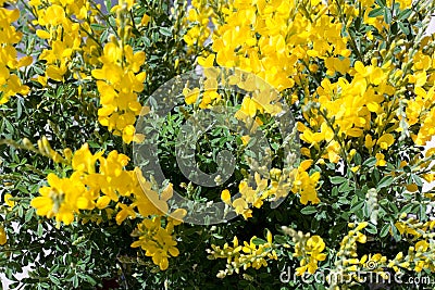 Broom Flowers Stock Photo