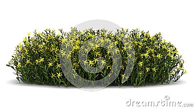 Broom flowers isolated on white Stock Photo