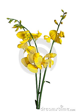 Broom flowers on white background Stock Photo