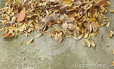 broom sweep dry leaf falling from winter season on cement ground in home garden to cleaning Stock Photo