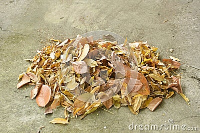 broom sweep dry leaf falling from winter season on cement ground in home garden to cleaning Stock Photo